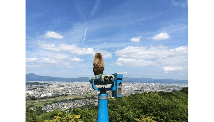 Arashiyama Monkey Park