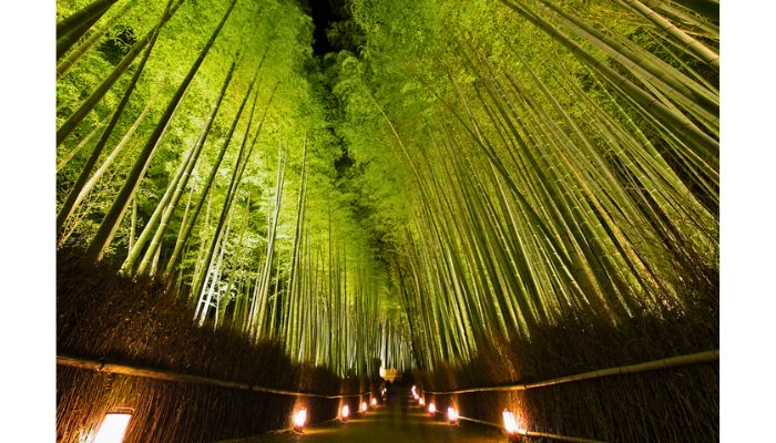 Bamboo Grove Path near Arashiyama