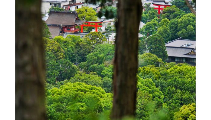Fushimi Inari Taisha shrine view through forest trees.