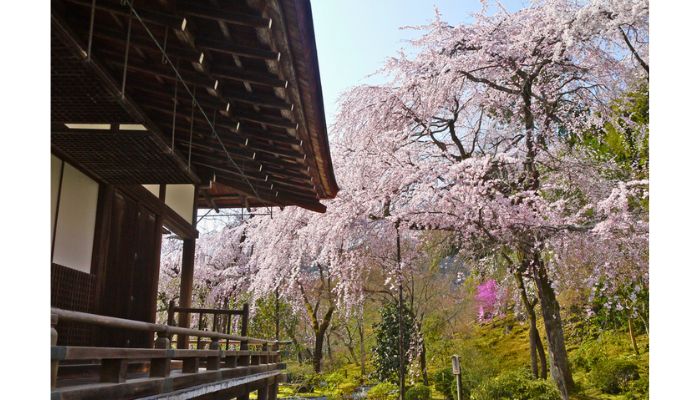 Tenryu-ji Temple with cherry blossom near Arashiyama