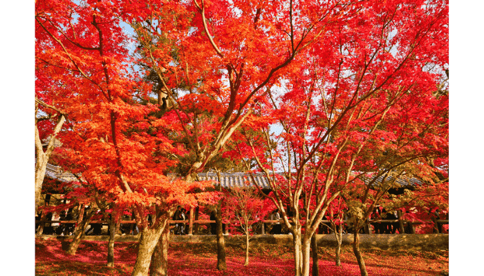 Tofuku-ji Temple near Toji Temple