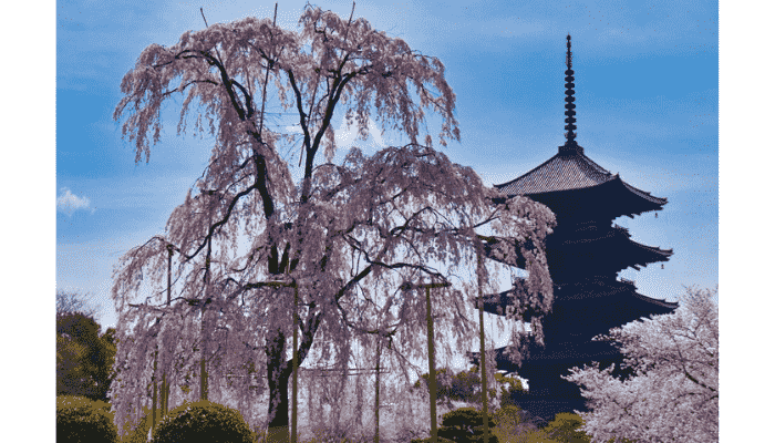 Toji Temple five-story pagoda with cherryblossams in Kyoto.