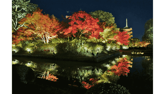 Toji Temple illuminated pagoda and autumn leaves at night.