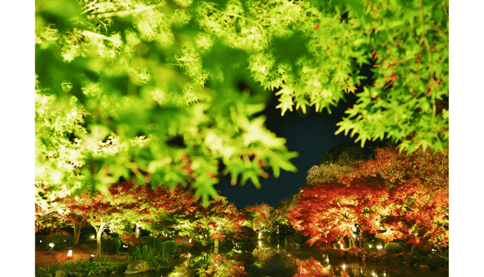 Toji Temple illuminated pagoda and autumn leaves at night.